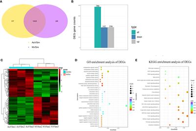 Immunity of turbot Induced by inactivated vaccine of Aeromonas salmonicida from the perspective of DNA methylation